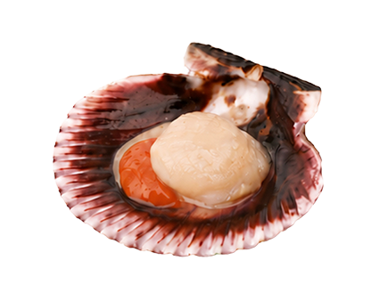 Bivalvo