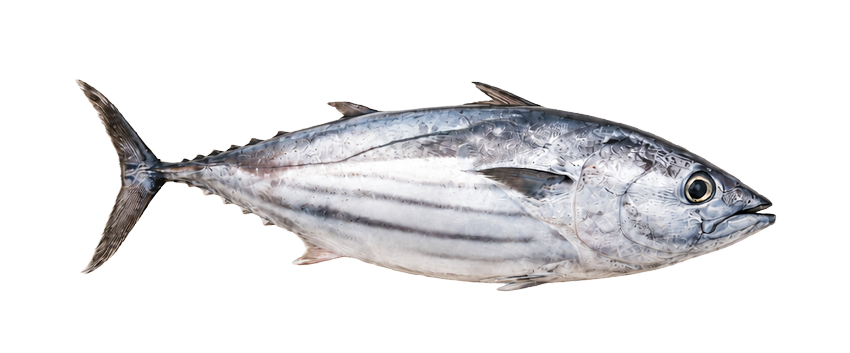Bonito / Atún