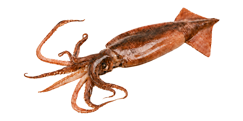 Calamar