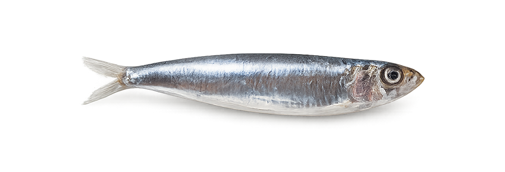 Anchoveta