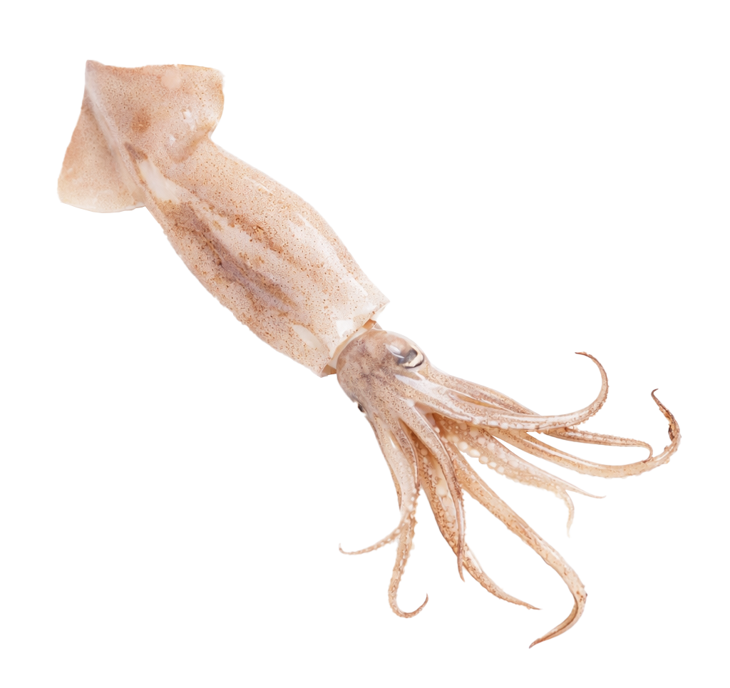 Calamar Loligo