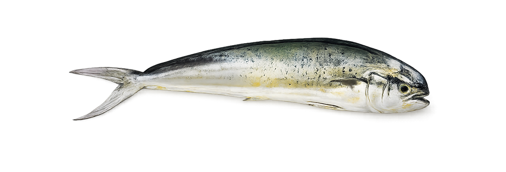 Dorado