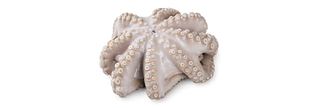 Pulpo