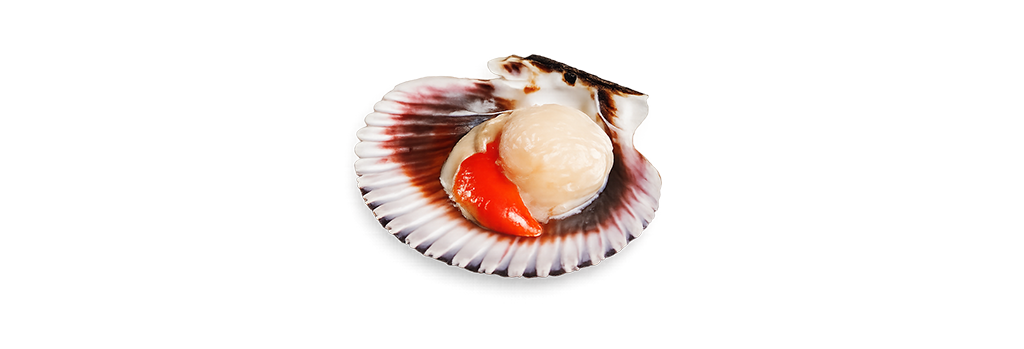 Concha de Abanico